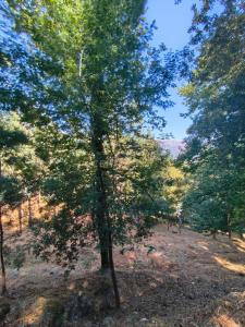 Vieira Do Minho, Braga 4850-000, Portugal