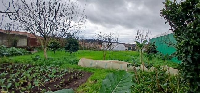 Barcelos, Braga 4775-116, Portugal