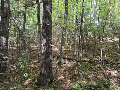 1.65 AC on Moonshine Valley Rd., Presque Isle, Wisconsin 54557, HOA KỲ