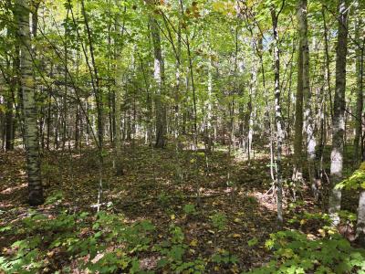 1.65 AC on Moonshine Valley Rd., Presque Isle, Wisconsin 54557, HOA KỲ