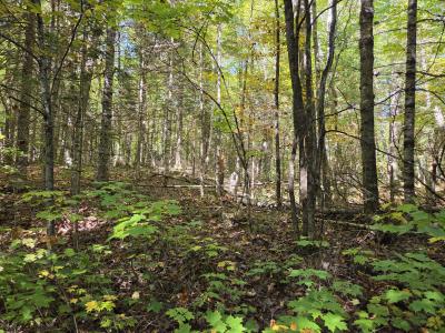 1.65 AC on Moonshine Valley Rd., Presque Isle, Wisconsin 54557, HOA KỲ