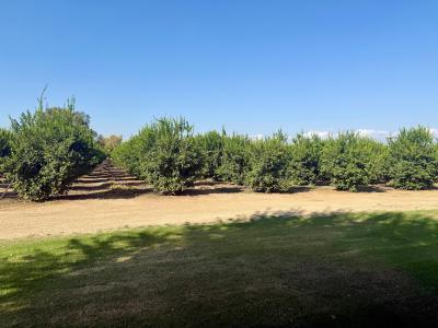 15434 Ave 330, Ivanhoe, California 93235