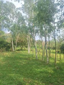 caacupe , Caacupé, Cordillera 00001, Paraguay