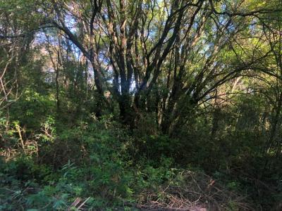 Atyra, Cordillera 1801, Paraguay