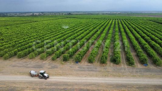 González, Tamaulipas 89740, México