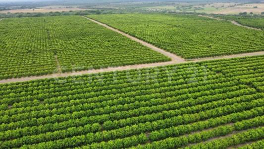 González, Tamaulipas 89740, México