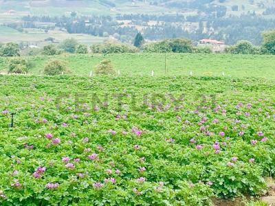 Santa Lucía de Tembo 085, Guano, Chimborazo 00001, Ecuador