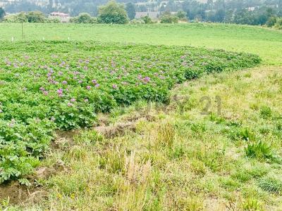 Santa Lucía de Tembo 085, Guano, Chimborazo 00001, Ecuador