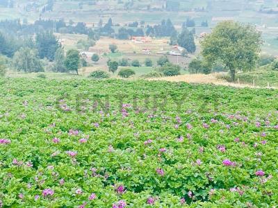 Santa Lucía de Tembo 085, Guano, Chimborazo 00001, Ecuador