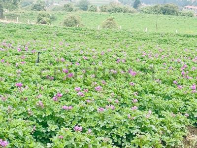 Santa Lucía de Tembo 085, Guano, Chimborazo 00001, Ecuador