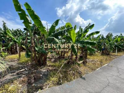 舊正西段, Wufeng Dist., 台中市 413, 台灣