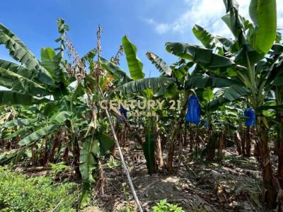 舊正西段, Wufeng Dist., 台中市 413, 台灣