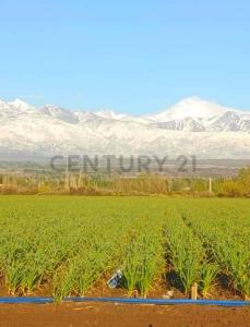 Tupungato, Mendoza 00001, Argentine