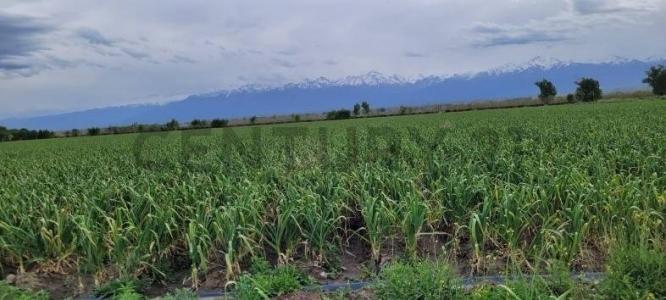 Tupungato, Mendoza 00001, Argentyna