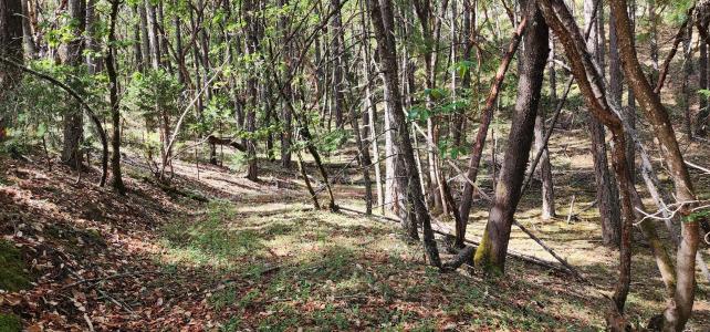 Pinecrest Drive, Grants Pass, Oregón 97526, Estados Unidos