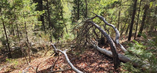 Pinecrest Drive, Grants Pass, Oregón 97526, Estados Unidos