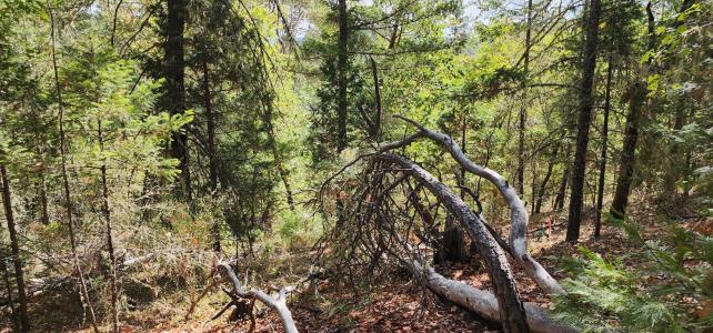 Pinecrest Drive, Grants Pass, Oregón 97526, Estados Unidos