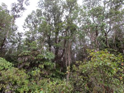 Lot 2361, Road 1 (Uhini Ana), Mountain View, Hawaii 96771, USA