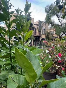 Vallarta ,, Coyoacán, Ciudad De México 04000, 墨西哥