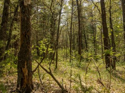 E. Koenig Road Parcel #1 & #2, Free Soil, Michigan 49411, Amerika Birleşik Devletleri
