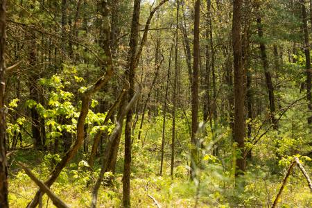 E. Koenig Road Parcel #1 & #2, Free Soil, Michigan 49411, Amerika Birleşik Devletleri