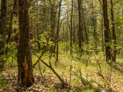 E. Koenig Road Parcel #1 & #2, Free Soil, Michigan 49411, Amerika Birleşik Devletleri