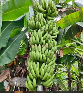 峨嵋段, Emei Township, Hsinchu County 315, 台湾