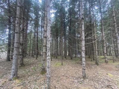 Ch. de Val-Limoges, Mont-Laurier, Québec J9L 3G6, Canada