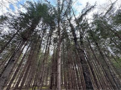 Ch. de Val-Limoges, Mont-Laurier, Québec J9L 3G6, Canada