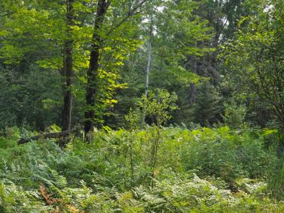 26.84AC OFF Hwy M28, Bruce Crossing, Wisconsin 49912, USA