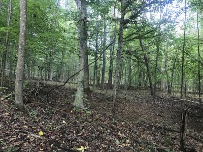 0 Farmhouse Trail 91.2 Acres Land, Morehead, Kentucky 40351, USA