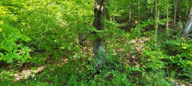 1 Terrapin Run Rd, Dover, Tennessee 37058, Estados Unidos