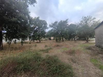 Marinha Grande, Leiria 2430-076, Portugal