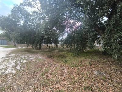 Marinha Grande, Leiria 2430-076, Portugal