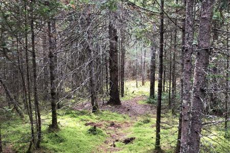 Rue du Colonel, Saint-Faustin/Lac-Carré, Quebec J0T 2G0, Canada
