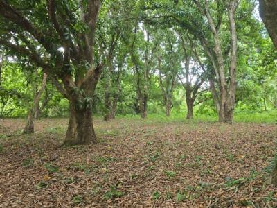 Buena Vista , Ñuflo De Chávez, Santa Cruz 00001, ボリビア