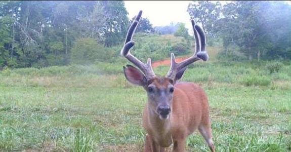 128 Cook Lane, Mills River, North Carolina 28759, HOA KỲ