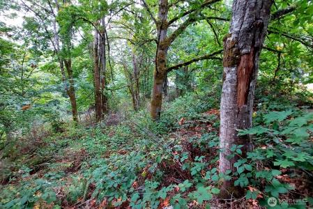 0 Lot C Melcher St, Port Orchard, Washington 98366