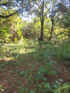 2814 Highway 174, Edisto Island, SC 29438, USA