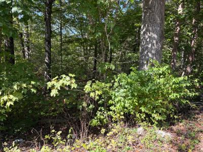 Lot 625, Burnside, كنتاكي 42519, الولايات المتحدة