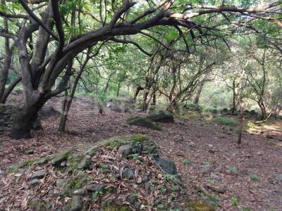 AHUEHUETE 0,, Tlayacapan, Morelos 62546, Mexico