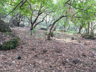 AHUEHUETE 0,, Tlayacapan, Morelos 62546, Mexico