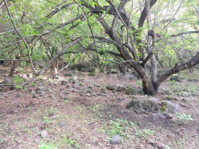 AHUEHUETE 0,, Tlayacapan, Morelos 62546, Mexico