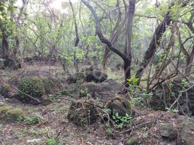 AHUEHUETE 0,, Tlayacapan, Morelos 62546, Mexico