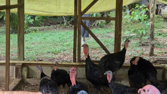 San Antonio, Toledo 00001, ベリーズ