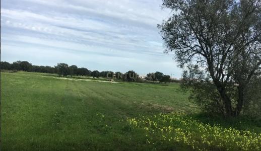 Palmela, Setubal 2955-000, Portogallo