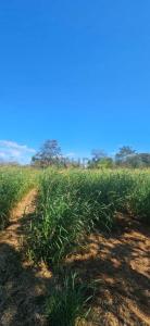 Caaguazú, Caaguazú 00001, Paraguay