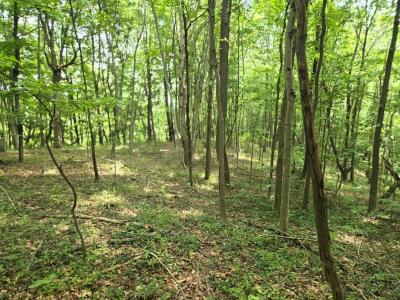 0 Dutch Ridge Rd, Portsmouth, Ohio 45662, USA