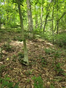 0 Dutch Ridge Rd, Portsmouth, Ohio 45662