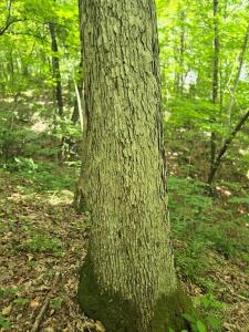 0 Dutch Ridge Rd, Portsmouth, Ohio 45662